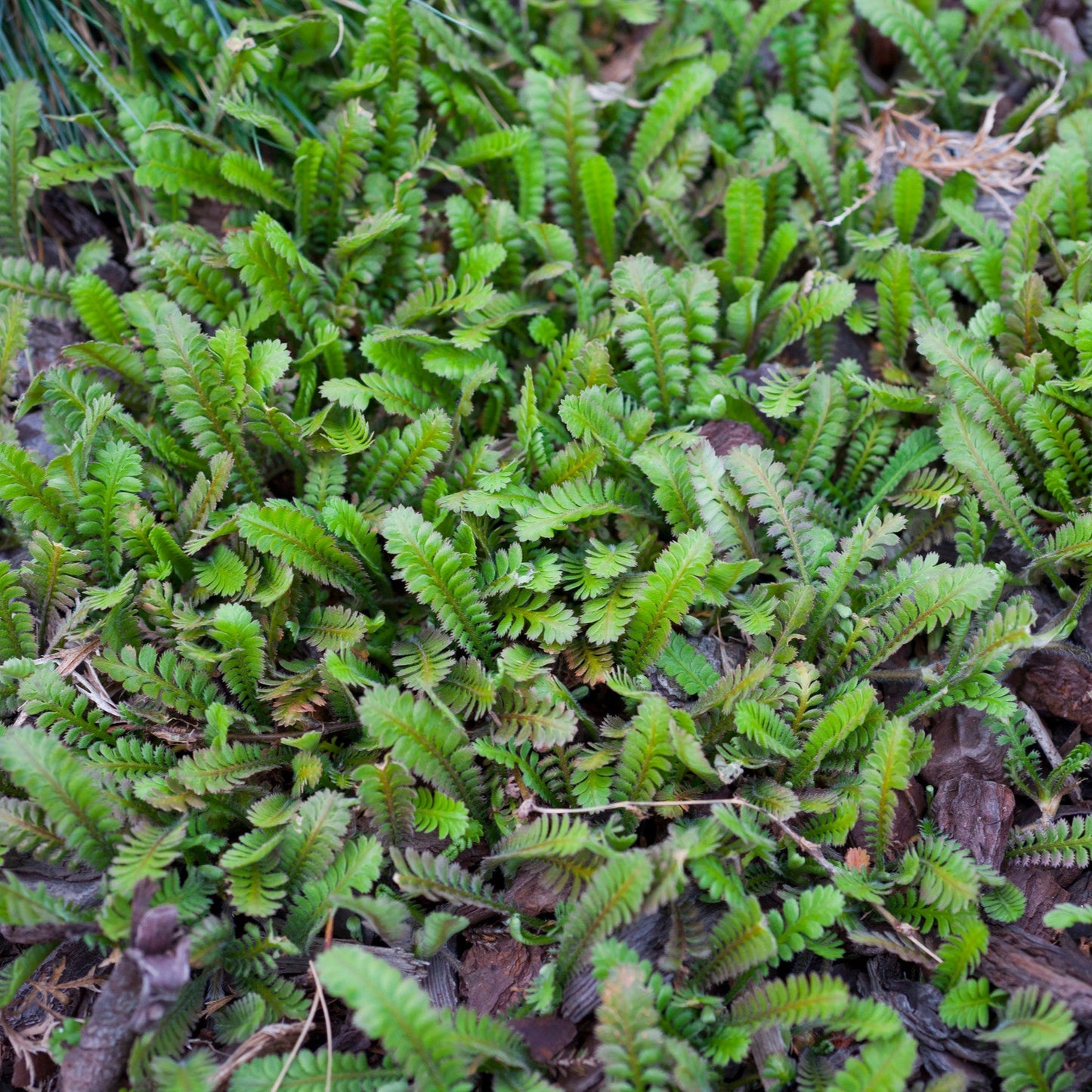 Leptinella squalida