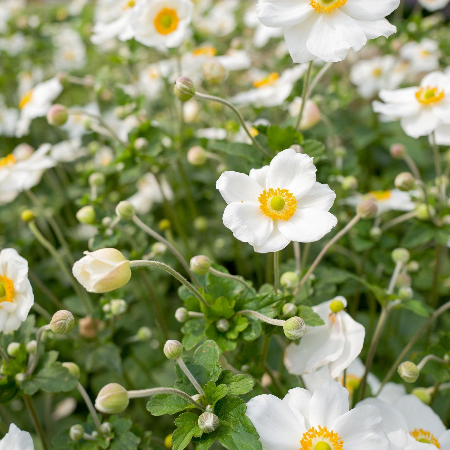 Anemone 'Honorine Jobert'