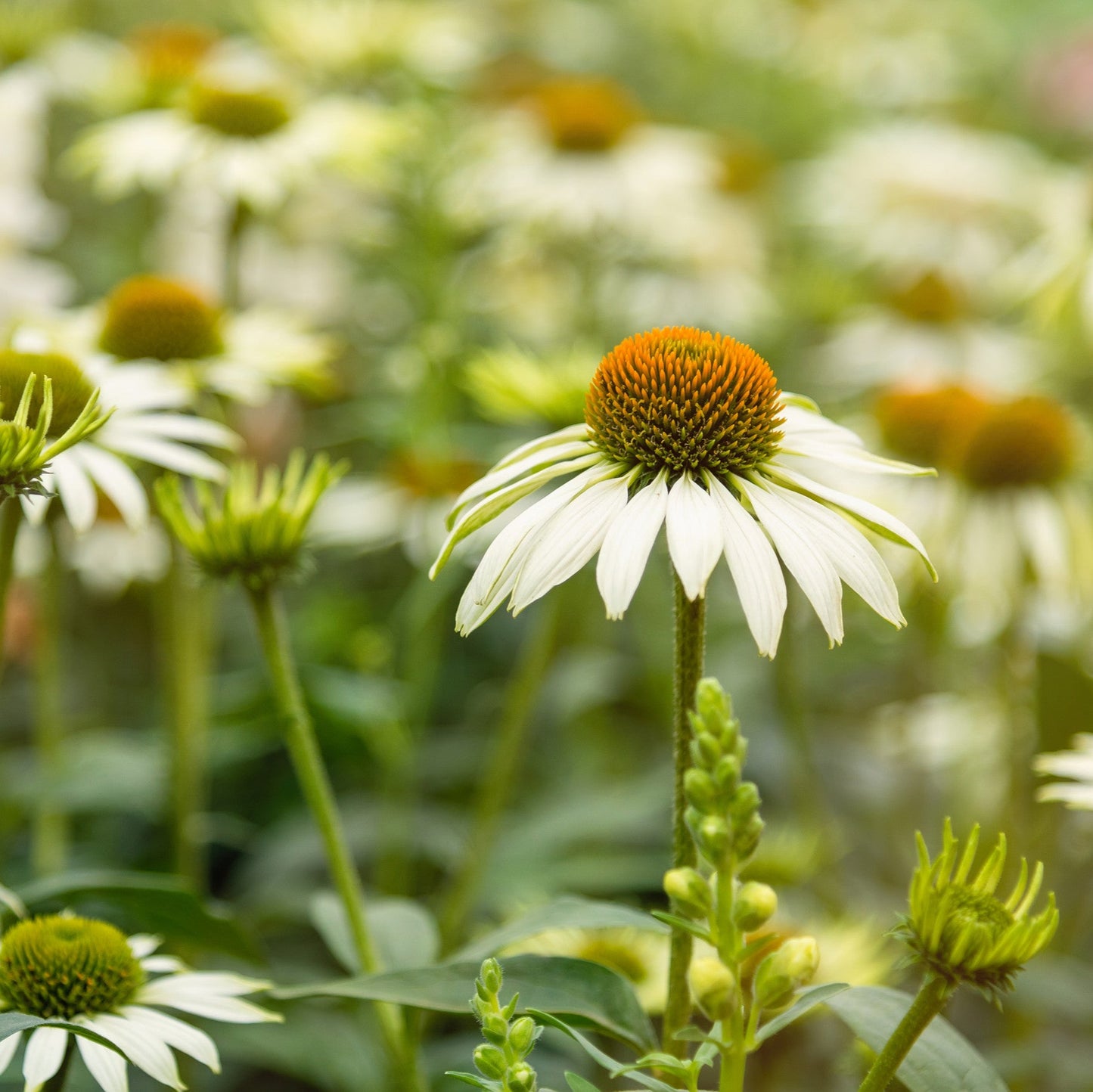 Echinacea purpurea 'White Swan'
