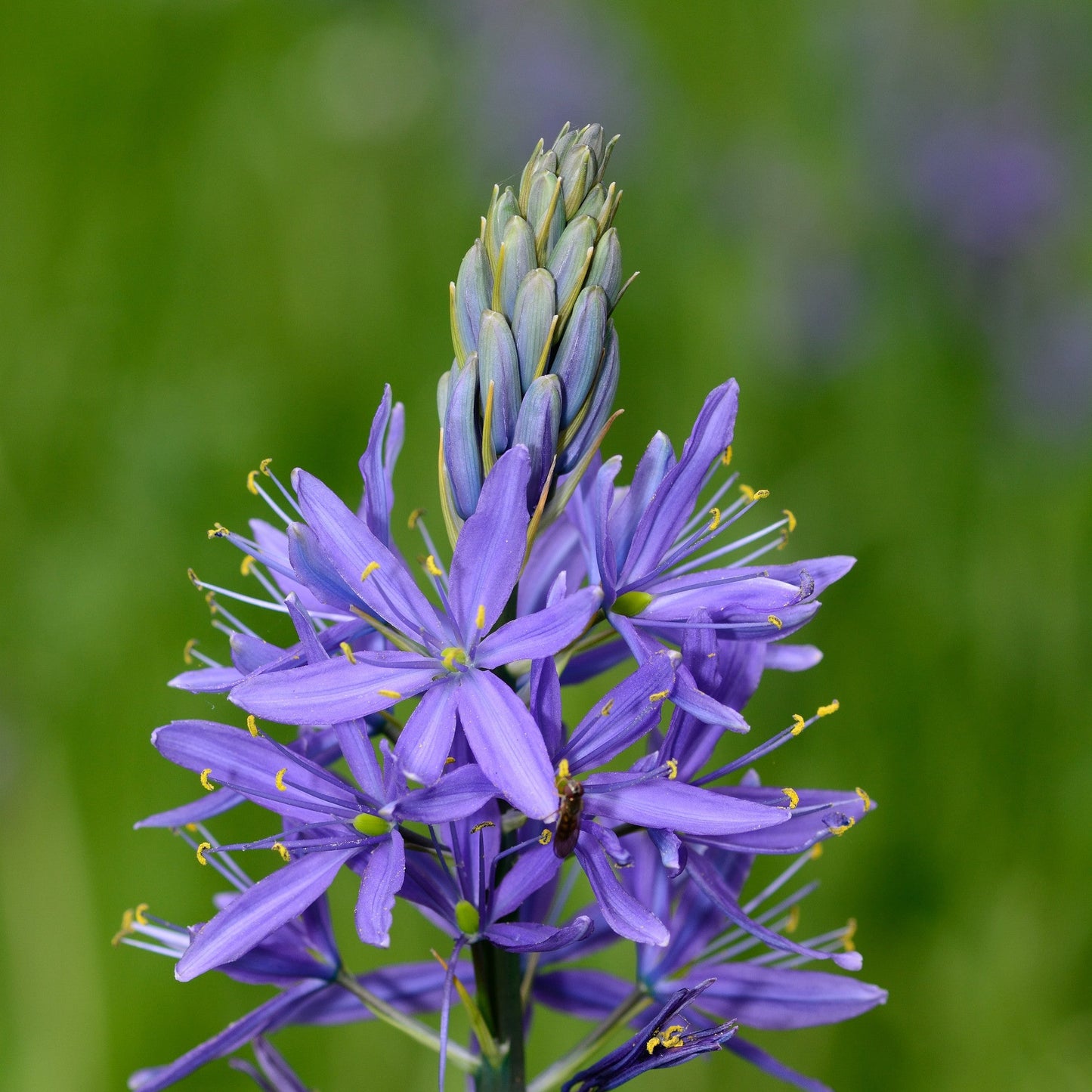 Camassia quamash