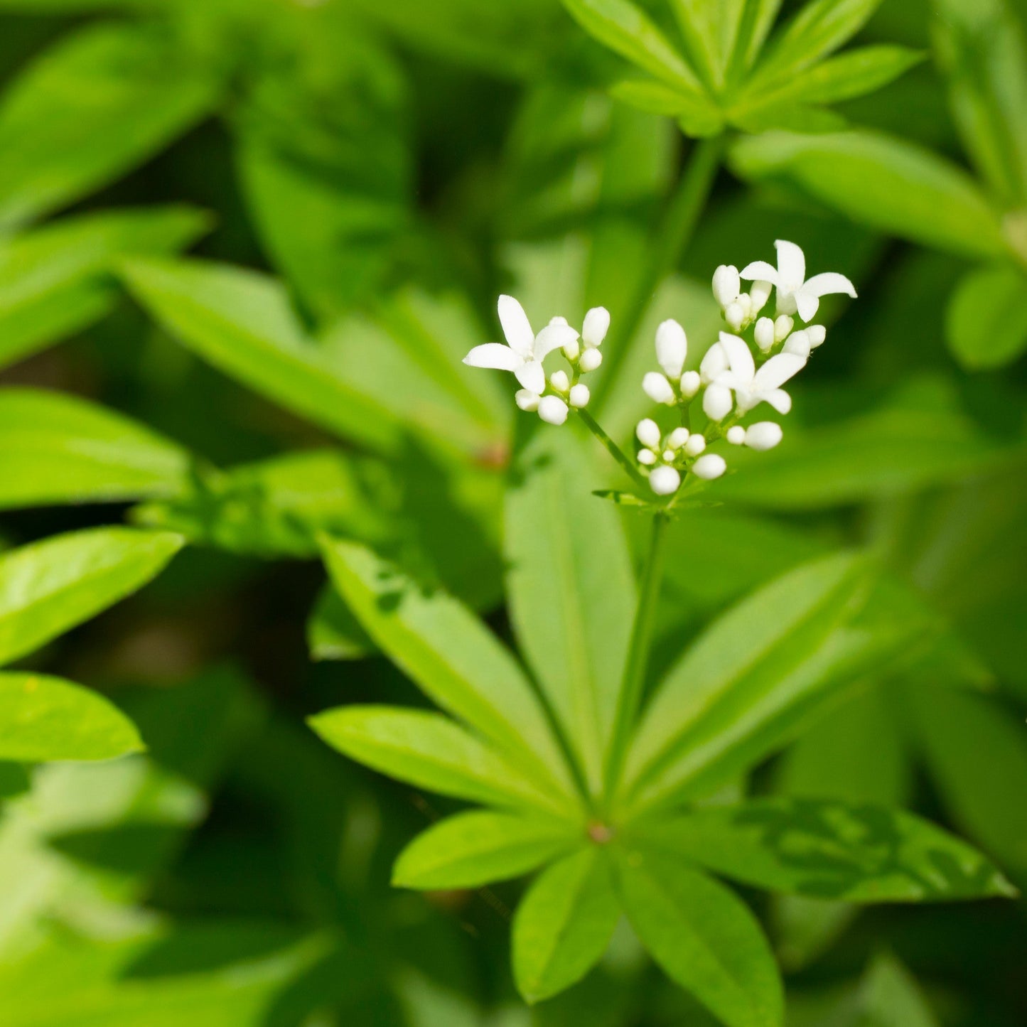 Galium odoratum
