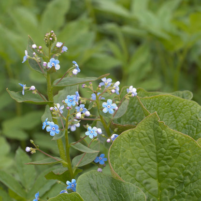 Brunnera sibirica
