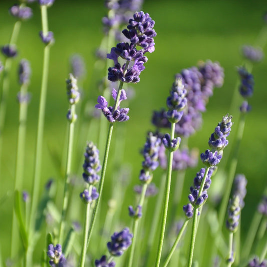 Lavandula angustifolia 'Dwarf Blue'