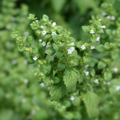 Melissa officinalis (Citroenmelisse)