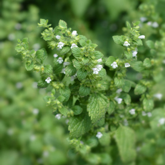 Melissa officinalis (Citroenmelisse)