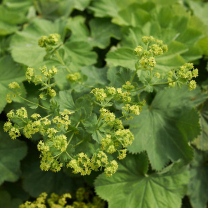 Alchemilla mollis