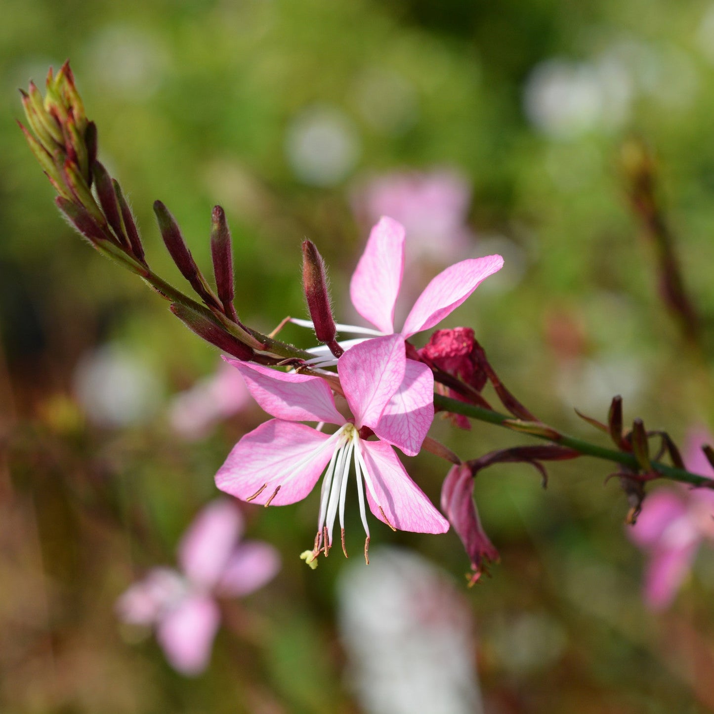 Gaura lindheimeri 'Siskiyou Pink'