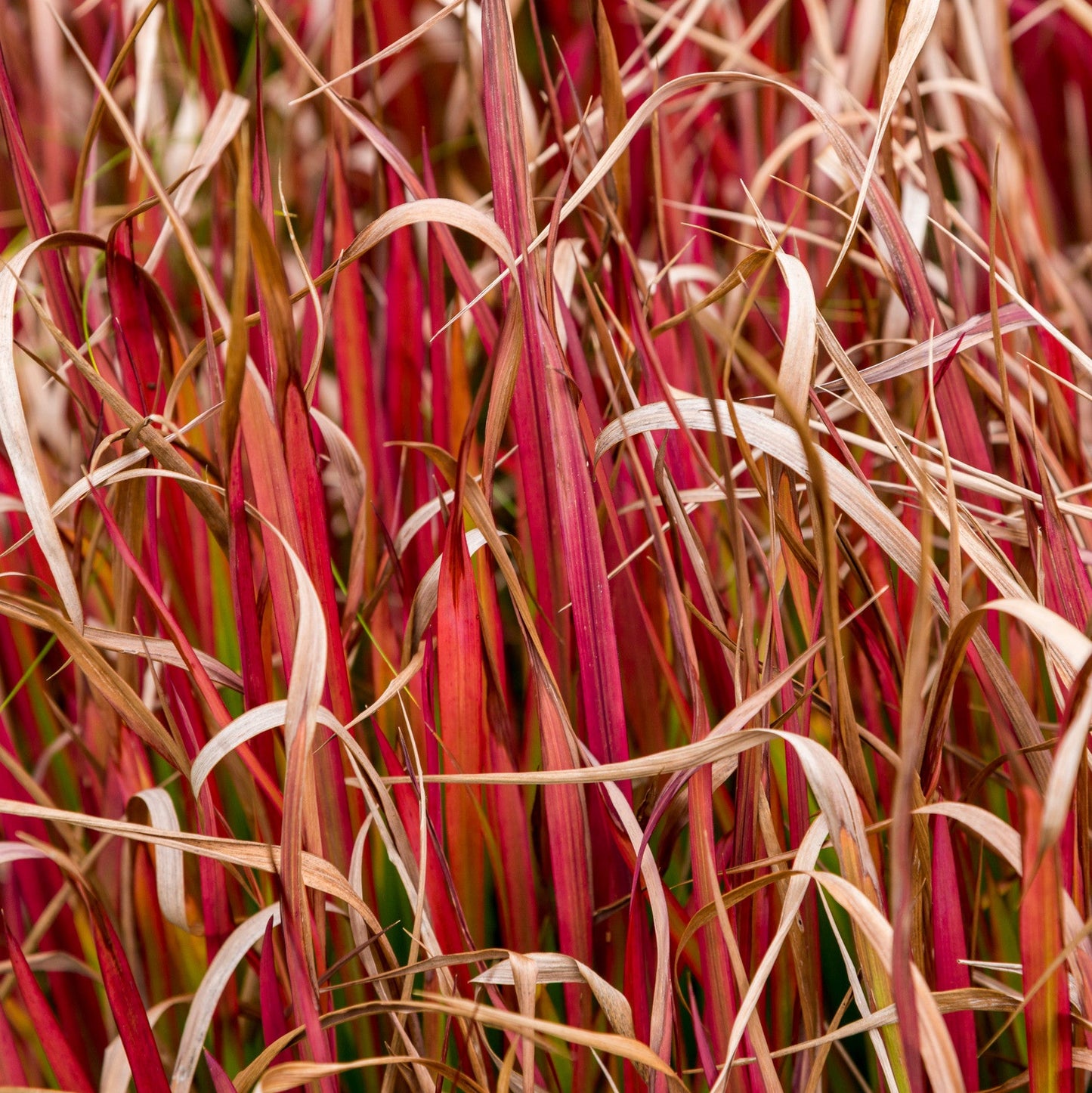 Imperata cylindrica 'Red Baron'