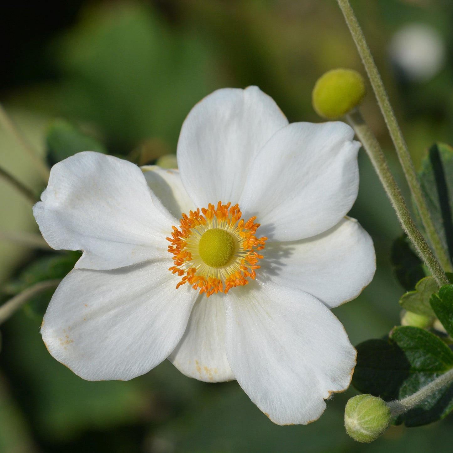 Anemone 'Honorine Jobert'