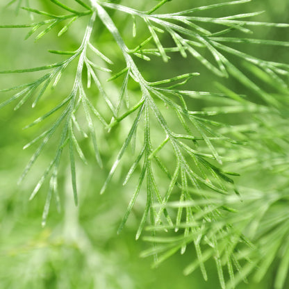 Artemisia abrotanum (Citroenkruid)