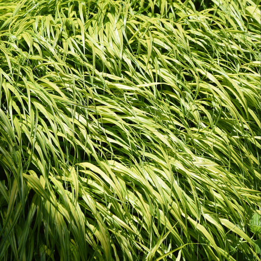 Hakonechloa macra