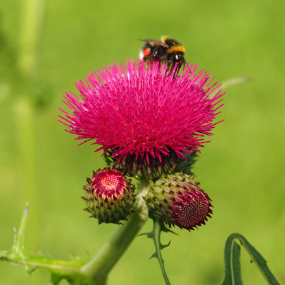 Cirsium rivulare 'Atropurpureum'