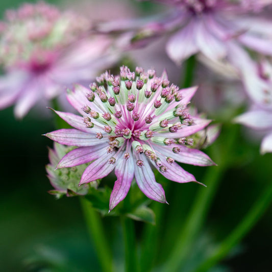 Astrantia major