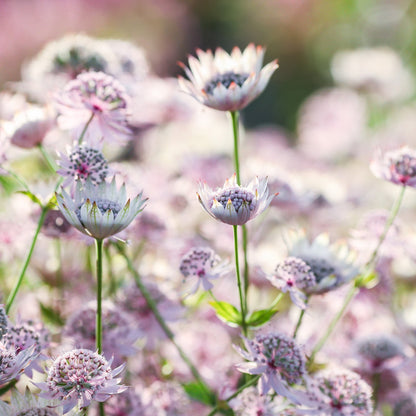 Astrantia major