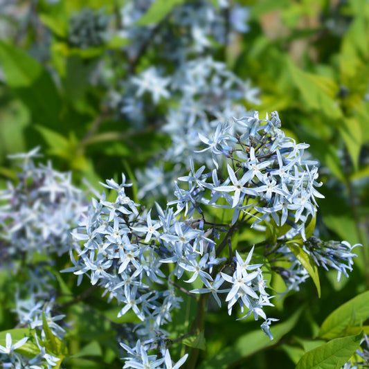 Amsonia tabernaemontana