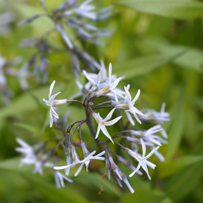 Amsonia tabernaemontana