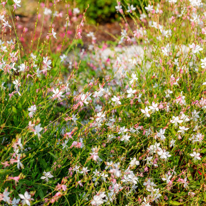 Gaura lindheimeri 'Whirling Butterflies'