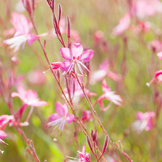 Gaura lindheimeri 'Siskiyou Pink'