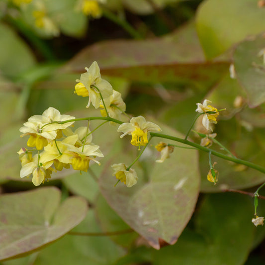 Epimedium perralchicum 'Frohnleiten'