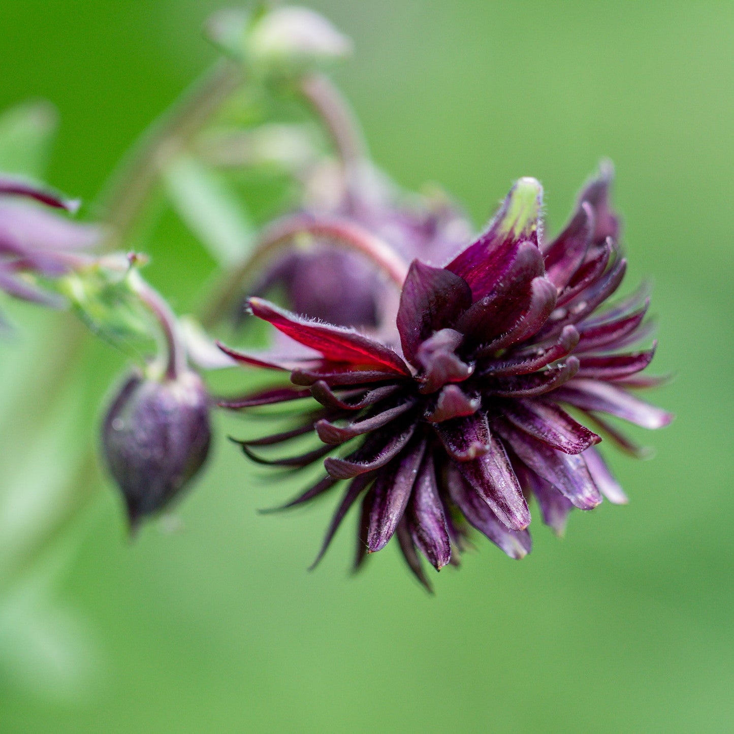 Aquilegia vulgaris 'Black Barlow'