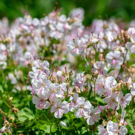 Geranium cantabrigiense 'Biokovo'