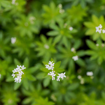 Galium odoratum