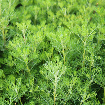 Artemisia abrotanum (Citroenkruid)