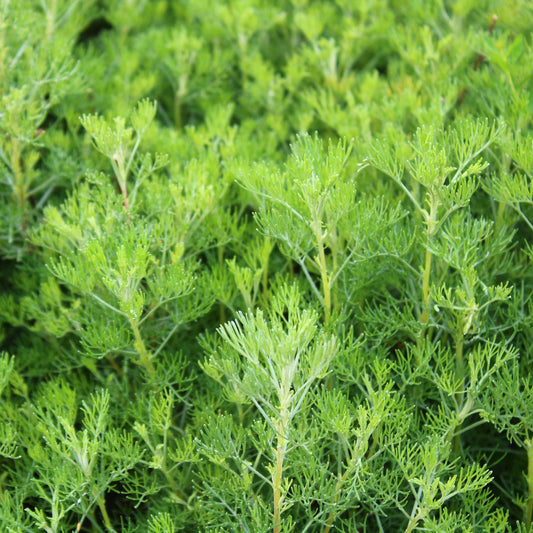 Artemisia abrotanum (Citroenkruid)