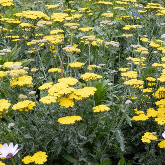 Achillea 'Moonshine'