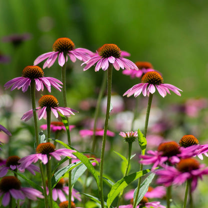 Echinacea purpurea