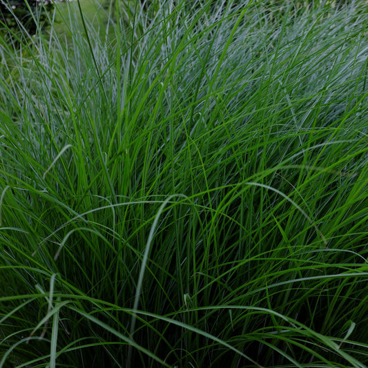 Miscanthus sinensis 'Gracillimus'