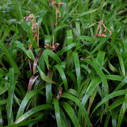 Luzula sylvatica