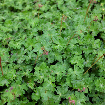 Geranium cantabrigiense 'St Ola'