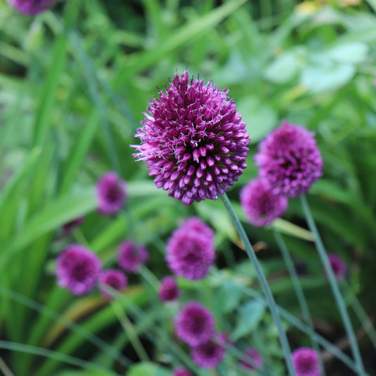 Allium sphaerocephalon