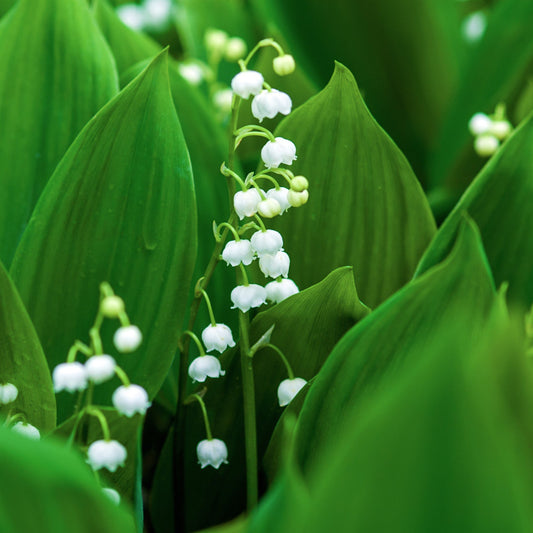 Convallaria majalis