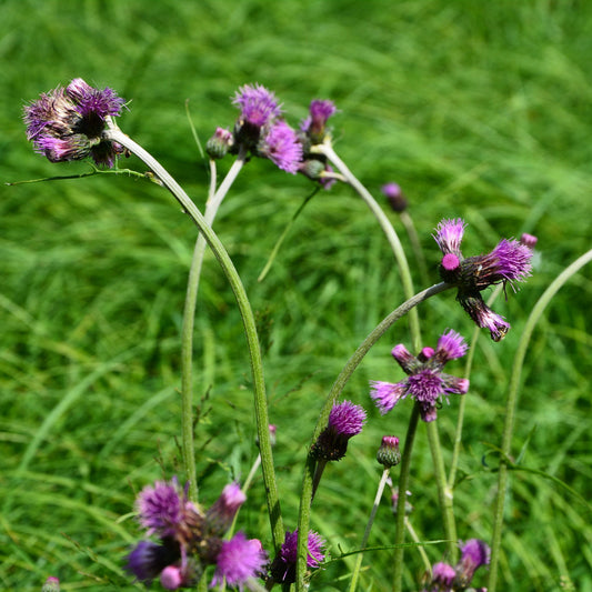 Cirsium rivulare 'Atropurpureum'