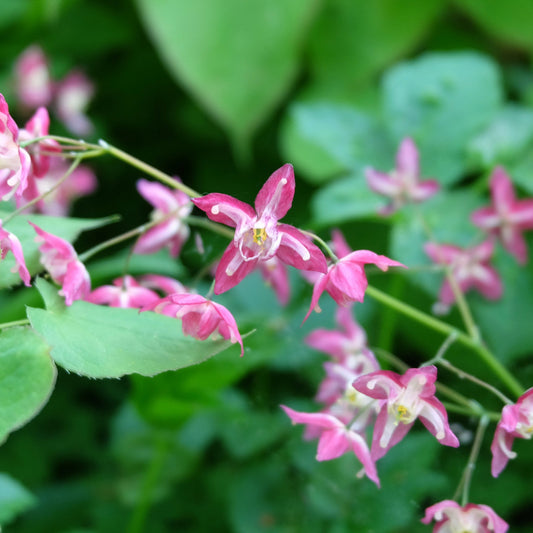 Epimedium rubrum