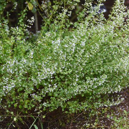 Calamintha nepeta ssp. nepeta (Bergsteentijm)