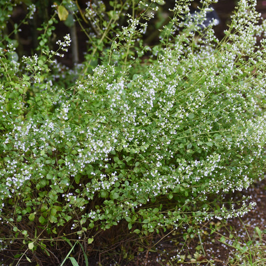 Calamintha nepeta ssp. nepeta (Bergsteentijm)