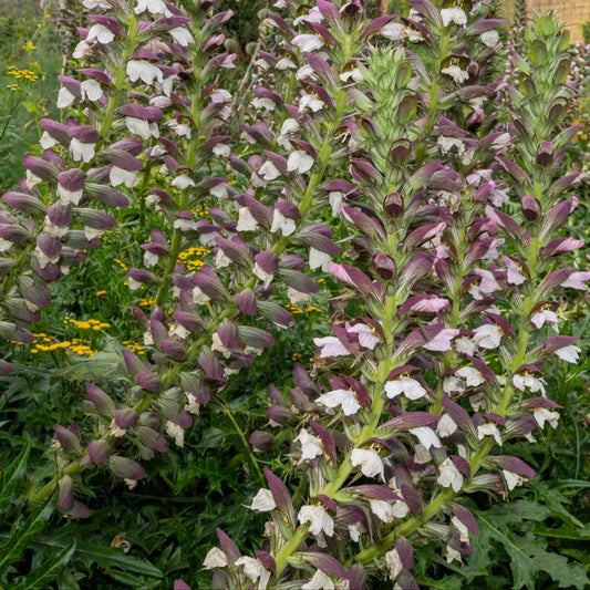 Acanthus 'Mornings Candle'