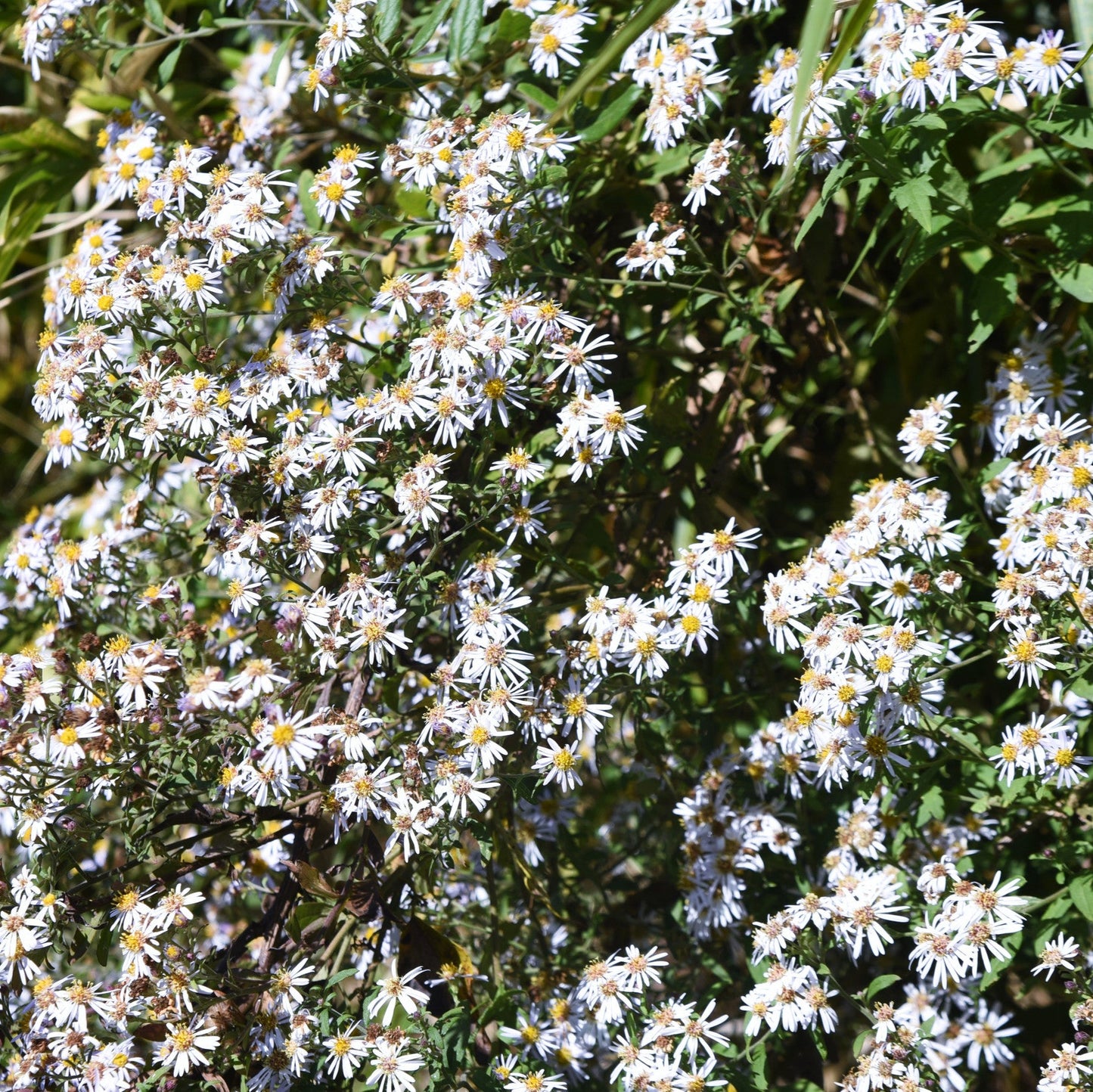 Aster ageratoides 'Asran'