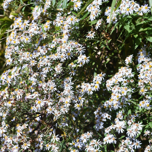 Aster ageratoides 'Asran'