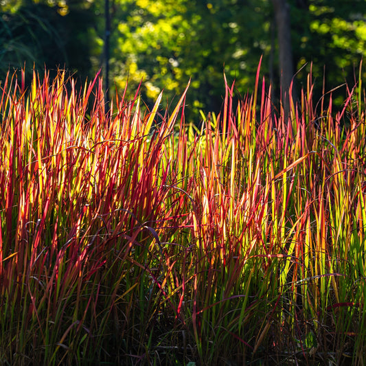 Imperata cylindrica 'Red Baron'