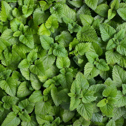 Melissa officinalis (Citroenmelisse)