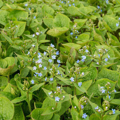 Brunnera sibirica