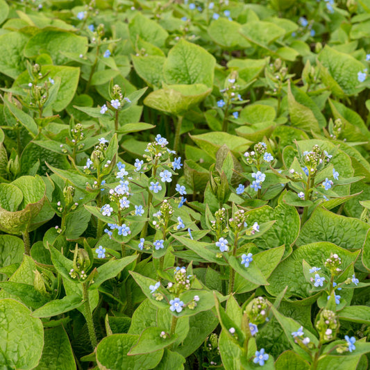 Brunnera sibirica