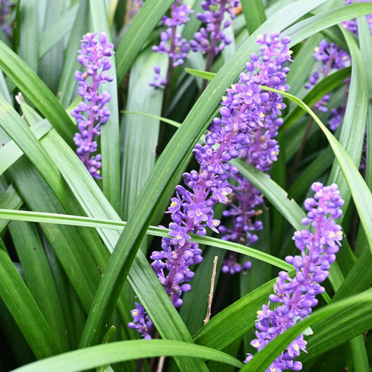 Liriope muscari 'Moneymaker'