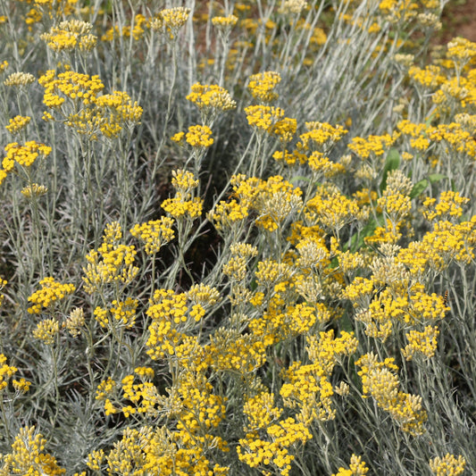 Helichrysum italicum (Curryplant)
