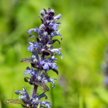 Ajuga reptans