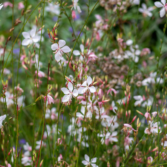Gaura lindheimeri 'Whirling Butterflies'